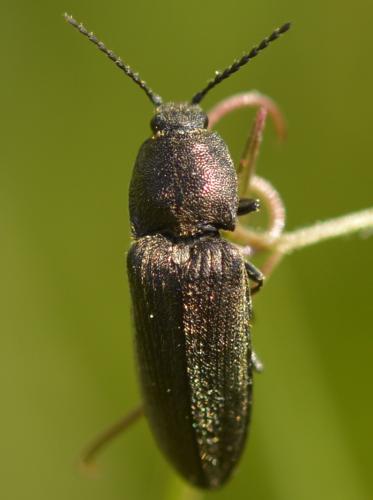 Réf. 270 850 : Cidnopus pilosus